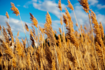 ears of wheat against the blue sky, reeds