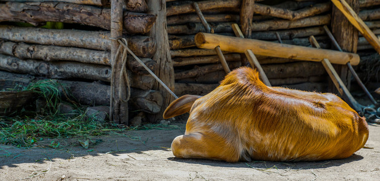 cow