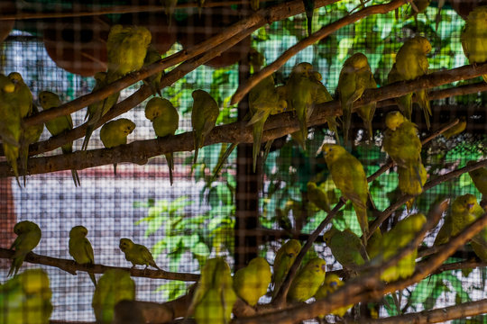 bird in cage 