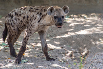 Spotted Hyena in nature, close up.