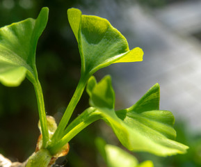 Naklejka na ściany i meble Young leaf of a ginkgo tree, scientific name Ginkgo biloba, in spring, close-up against a blurred background