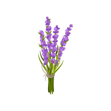 Flowers tied with a ribbon. Vector illustration.