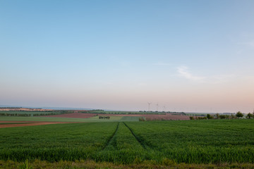 Obraz premium landscape with wheat field and blue sky
