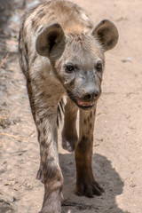 Spotted Hyena in nature, close up.