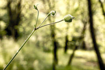 branch of willow in spring