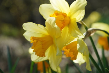 Kiyotsukyo in Niigata