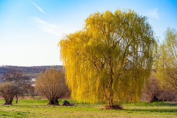 Weeping graze in spring during the setting sun