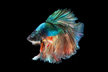 Tuinposter The moving moment beautiful of green siamese betta fish or fancy betta splendens fighting fish in thailand on black background. Thailand called Pla-kad or biting fish. © Soonthorn