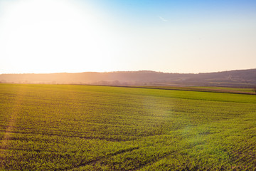 Naklejka premium Wheat field in spring at sunset and blue sky. Barley field in Lower Austria