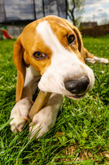 Close-up of Beagle Dog Eating Bone Outside in garden on a grass.