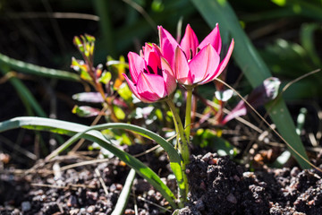 Obraz premium Spring flowers in sunshine