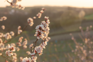 Apricot blossom in sunlight. Blooming apricot tree. Close-up of apricot blossoms. White flowering fruit tree in Austria