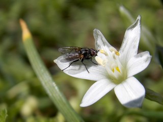 a fly on a white flower