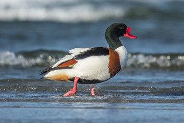brandgans an der ostsee