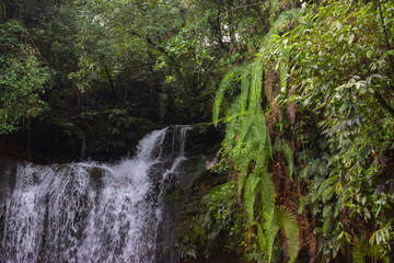 waterfall among the jungle leaves