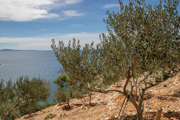Fototapeta na wymiar Mountain slope near Dubovica beach in the Adriatic Sea on the island of Hvar
