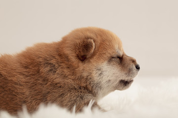 Obraz premium Shiba Inu Puppy #15