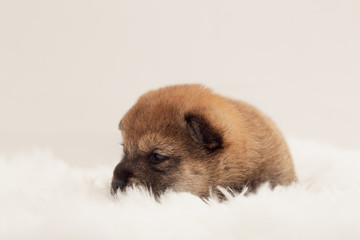 Shiba Inu Puppy #9
