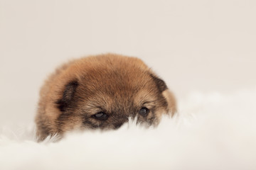 Obraz premium Shiba Inu Puppy #6