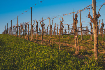 Fototapeta na wymiar Vineyards in Austria with irrigation system. Spring in the vineyard during the sunset in Lower Austria.