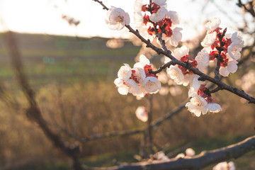 Apricot blossom in sunlight. Blooming apricot tree. Close-up of apricot blossoms. White flowering fruit tree in Austria