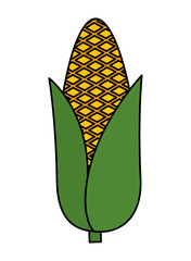 corn cob vegetable icon