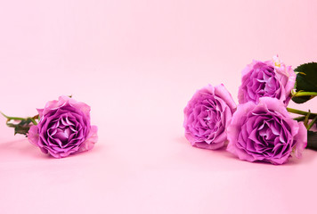 Close up composition with pink roses in colorful pink paper background. Copy space, background, top view. For jewelry set.