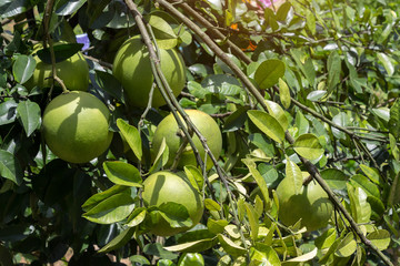 large green fruits ripen on a tree branch