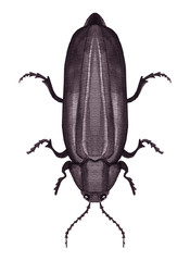 Slender bug watercolor monochrome