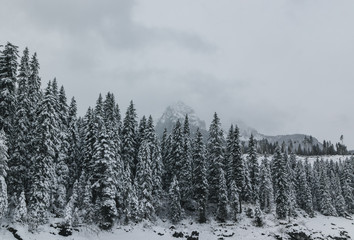 view of fir trees covered with snow in a mountain place