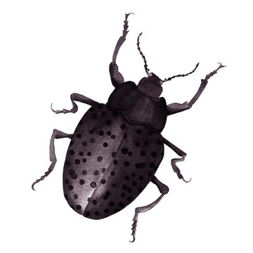 Spotted beetle watercolor monochrome