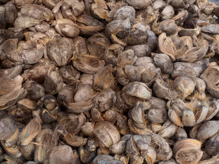 Coconut shell background, India, Kerala, Kochi