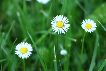 Fototapeta premium Daisy flowers in green grass