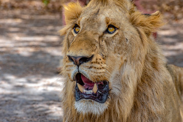 Closeup photograph of a young male lion snarling and looking intimidating.
