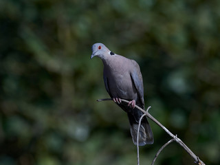 Red-eyed dove (Streptopelia semitorquata)