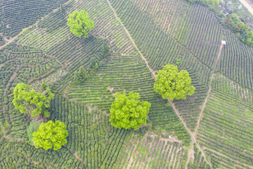 aerial view of tea plantation
