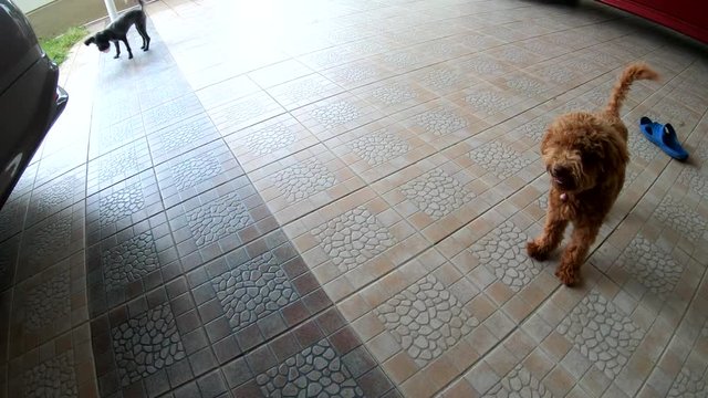 Happy poodle puppy playing in home garden 