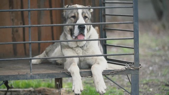 Alabai dog in aviary
