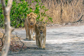 Male lion and female lion.Africa