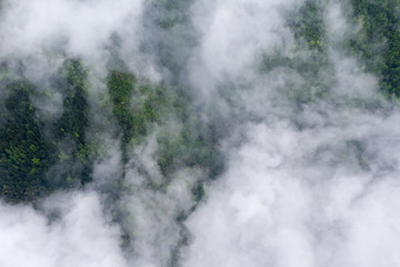 Fototapeta na wymiar mountain forest and cloud mist