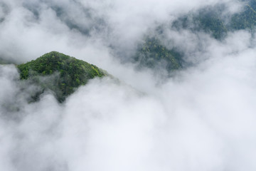 mountain forest in cloud mist
