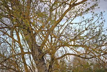 Arbre