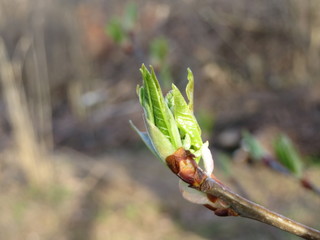 the beginning of a blooming kidney