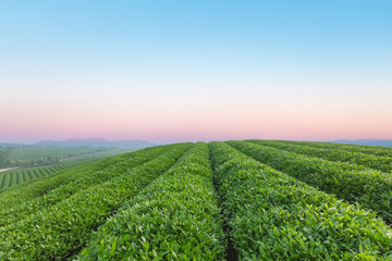 Fototapeta na wymiar tea plantation at dawn