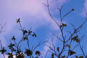 branches of tree with blue sky and clouds