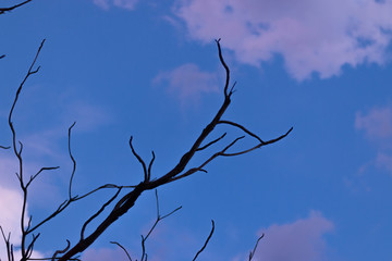 tree on blue sky