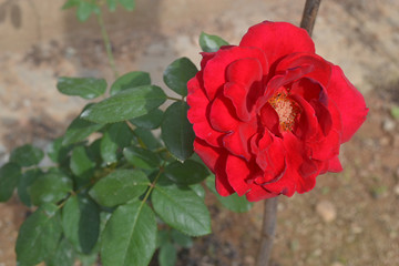 Rose in Sri Lanka