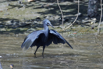 Black heron (Egretta ardesiaca)