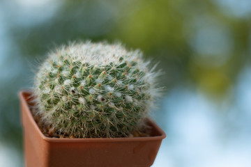 cactus