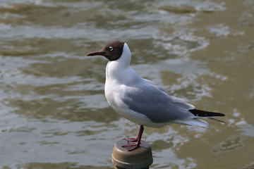 上野公園ゆりかもめ